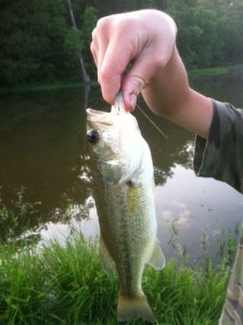 Bass